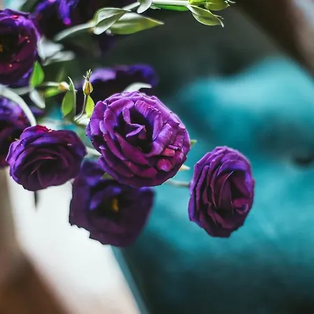 Apartment Center Stylish 3 Bedroom Sofia